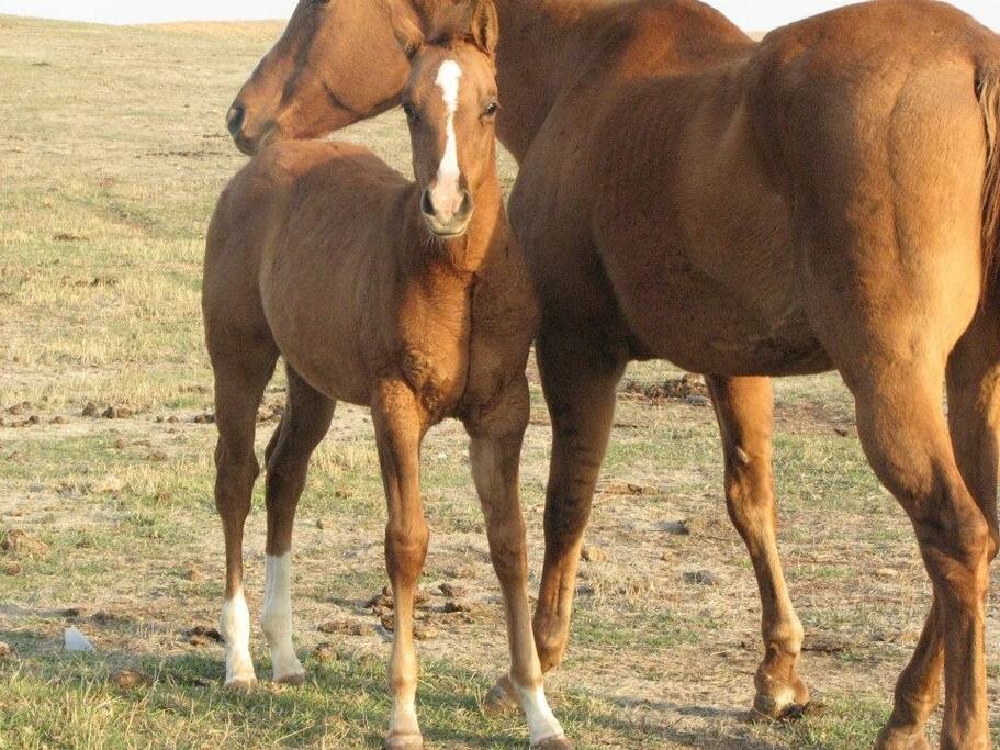 Horses an more.