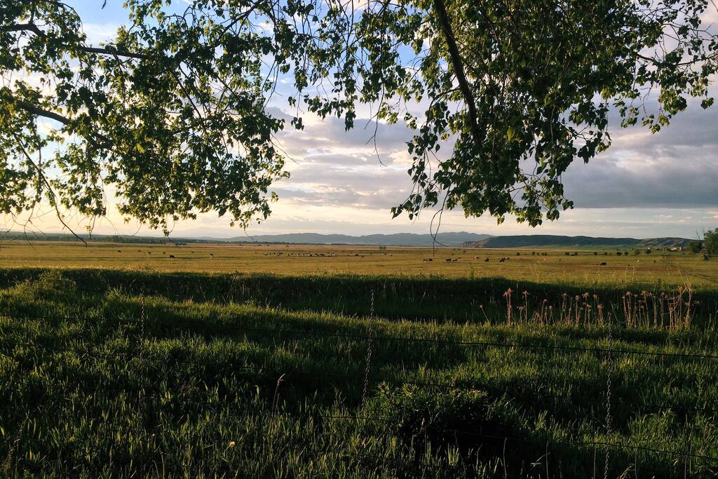 My backyard