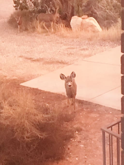 At Dawn and Dusk, lots of Deer! This one looked like he wanted to check in