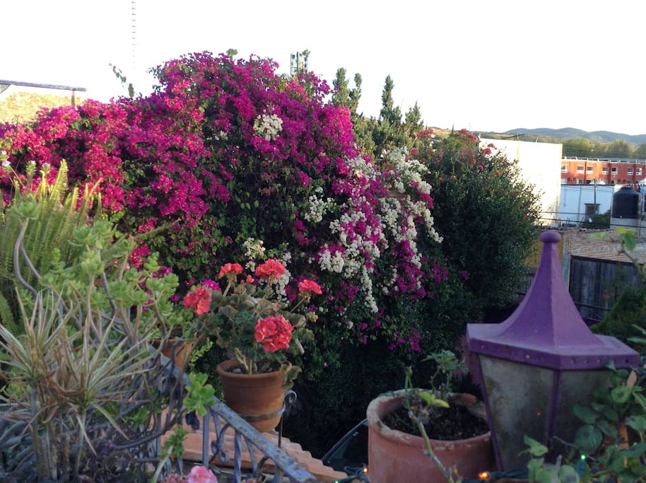 Our Bougainvillea tree in full bloom with the most beautiful season ever!