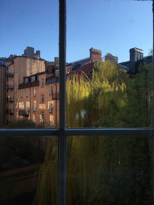Window view. The apartment is very calm. All rooms face lush backyards.