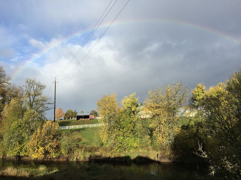 Yamhill County rainbow, quite common in the Spring