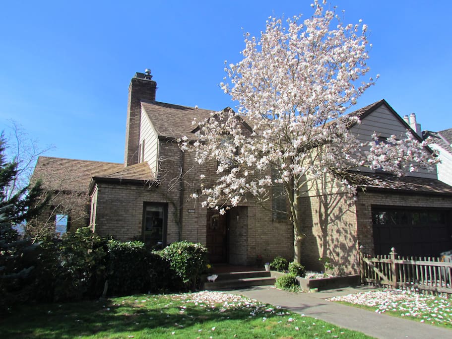 Magnolia tree in full bloom, level entrance from st., 2 car parking in driveway