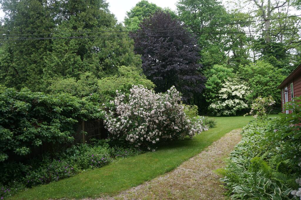 The front yard