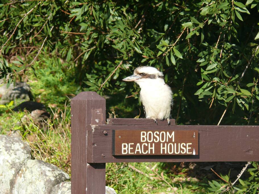 Frequent feathered visitor