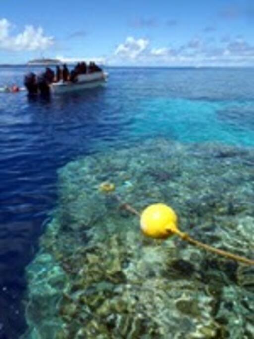 This is best spot for snorkeling in Palau. 2 nd is Big drop off.