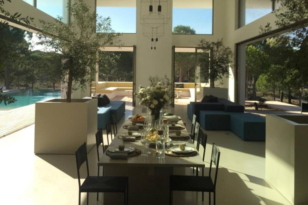 Indoor olive trees