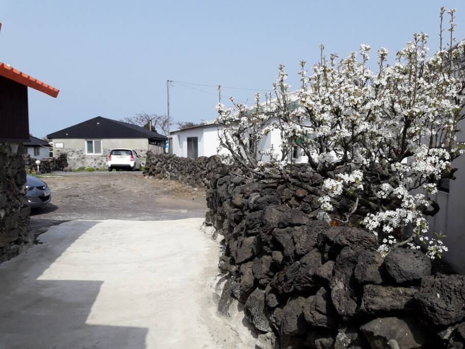 제주 돌담