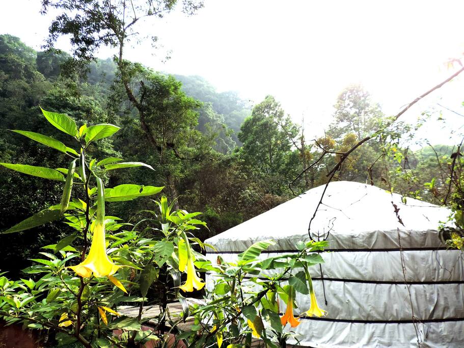 Se encuentran ubicadas dentro del mágico bosque de niebla