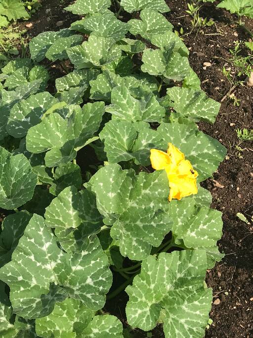 Detail aus dem Gemüsegarten.
Hier Hokkaido Squash