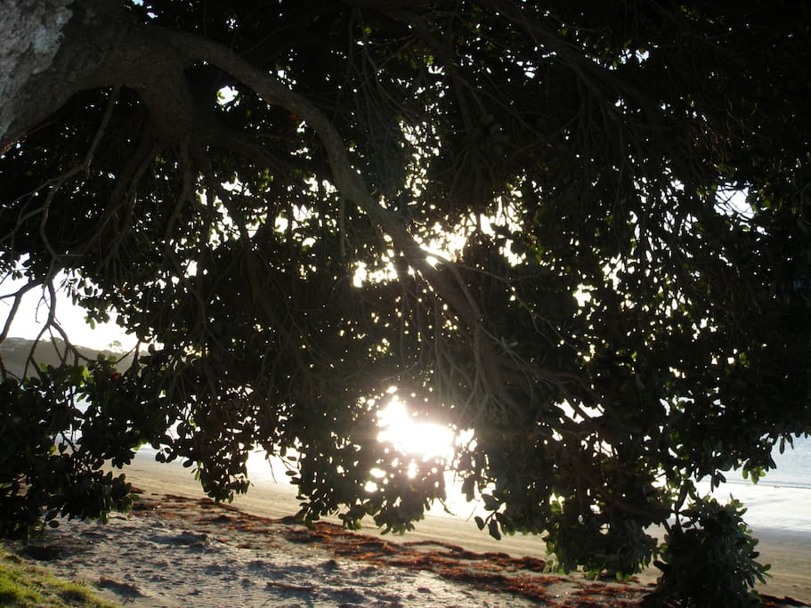 Manly Beach