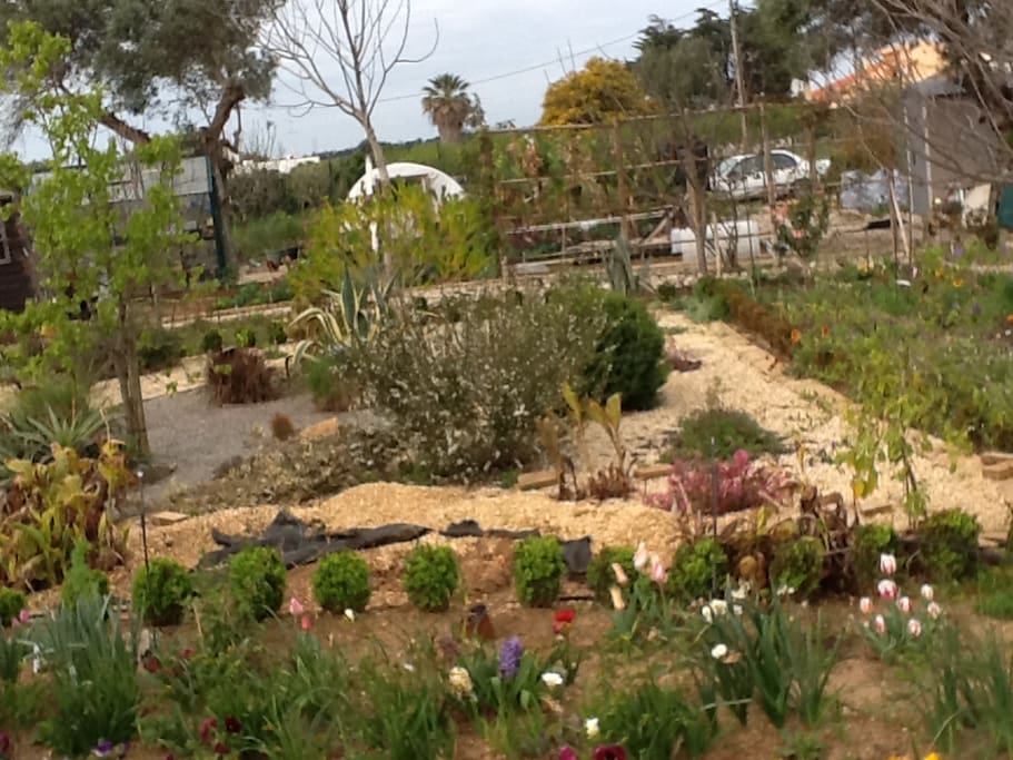 The making of the dry garden