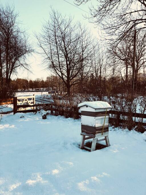 Beehives