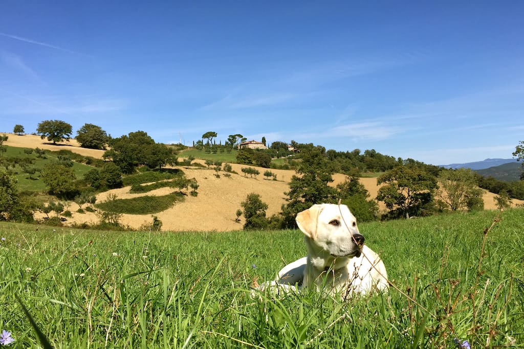 Notre labrador Eva
