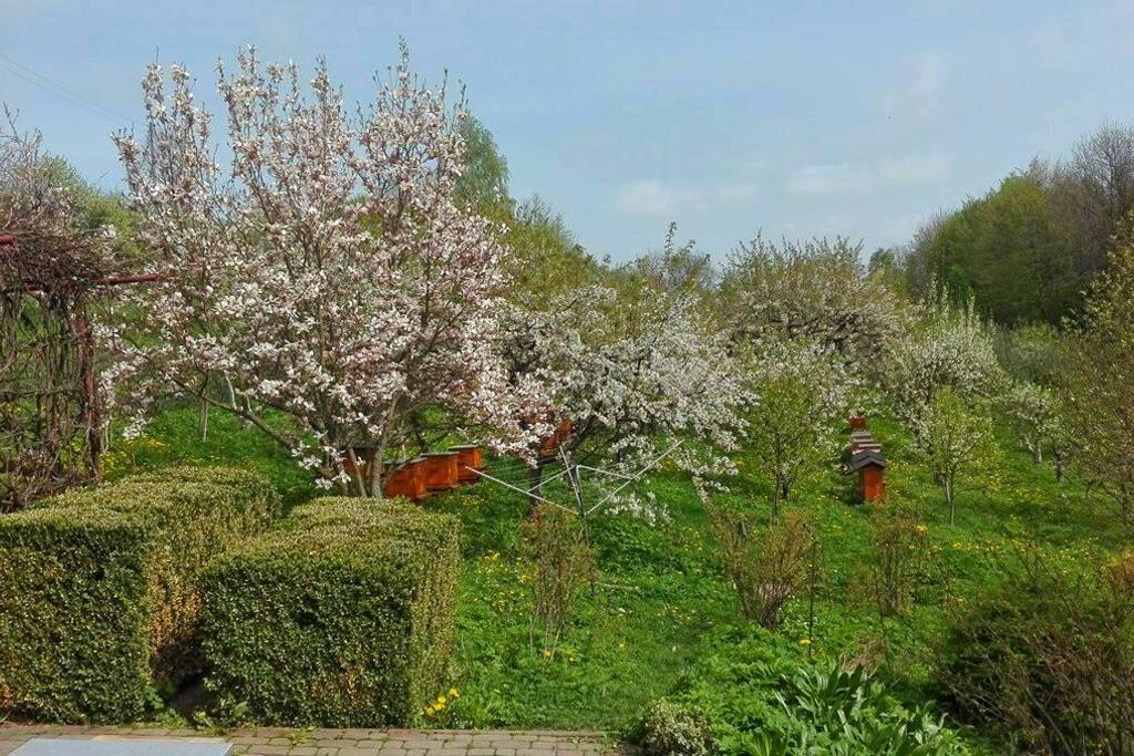 Ogród wiosną
Spring garden