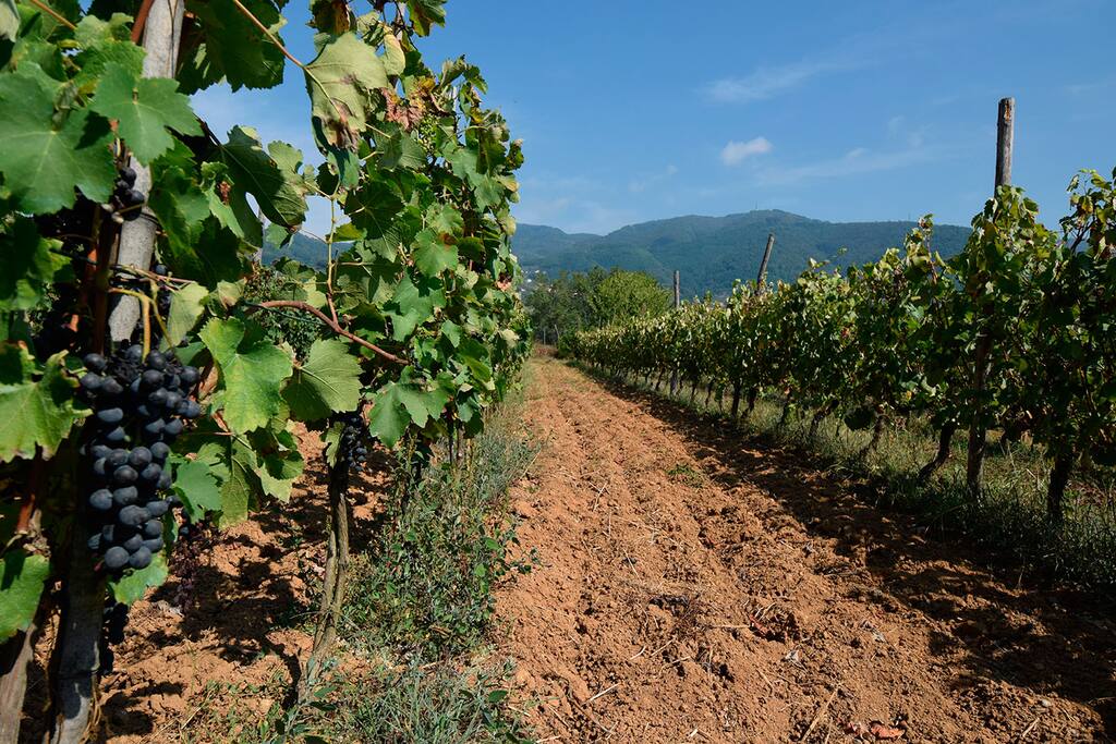 la vigna