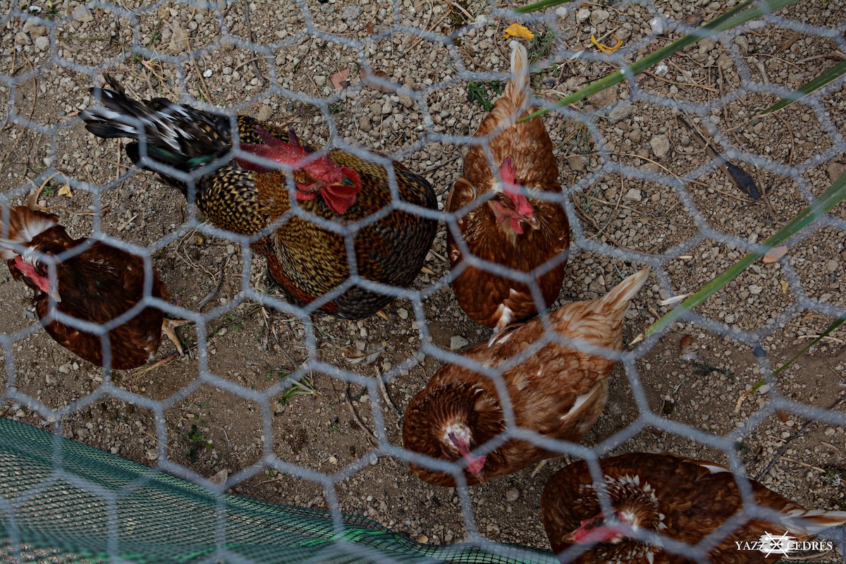 A flock of chickens is contained within a wire enclosure, displaying a variety of feather patterns and colors. The scene includes a rooster prominently featured among the hens, all foraging on the ground among stones and grass.
