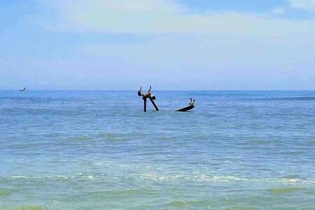 Studio apartment walking distance from the ocean