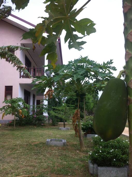 Garden bio fruits..