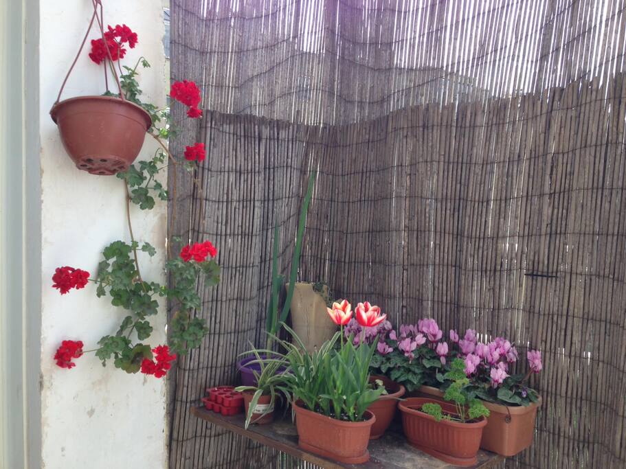 Our flowers