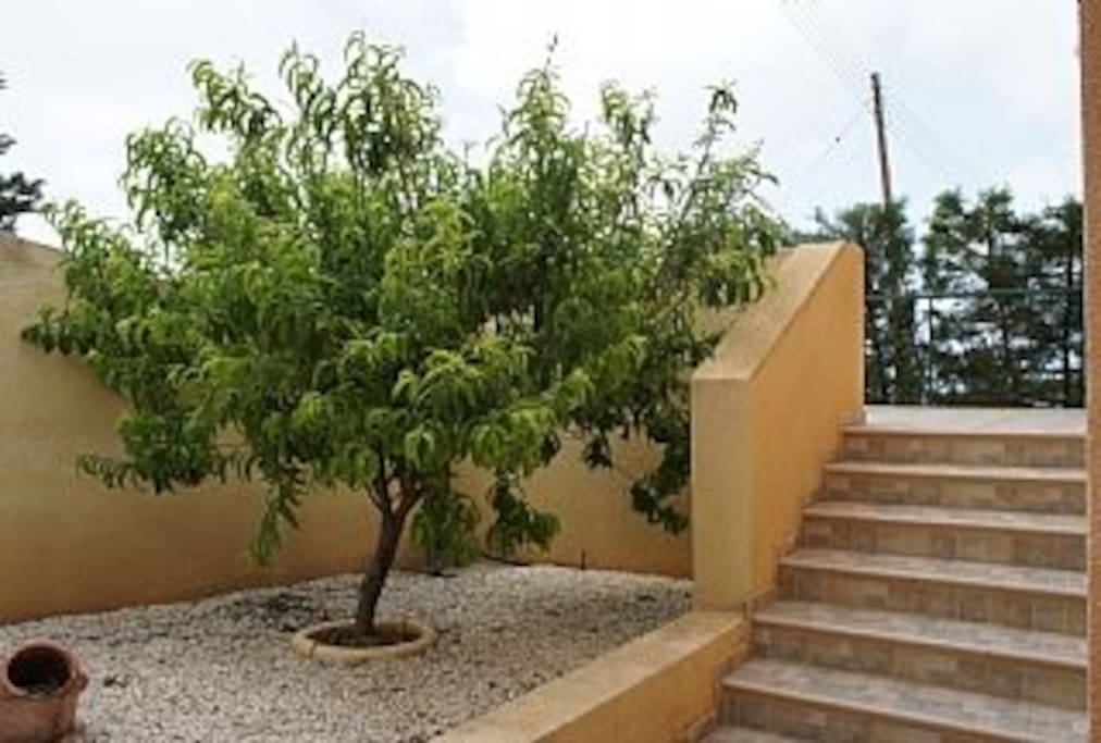 The garden has peach plum and lemon trees