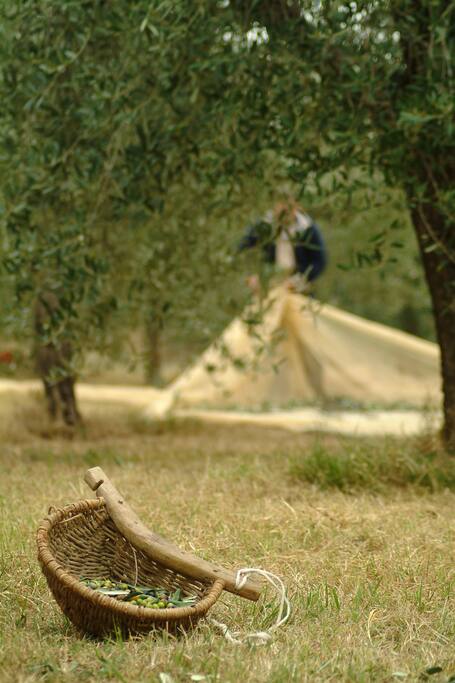 olive in raccolta