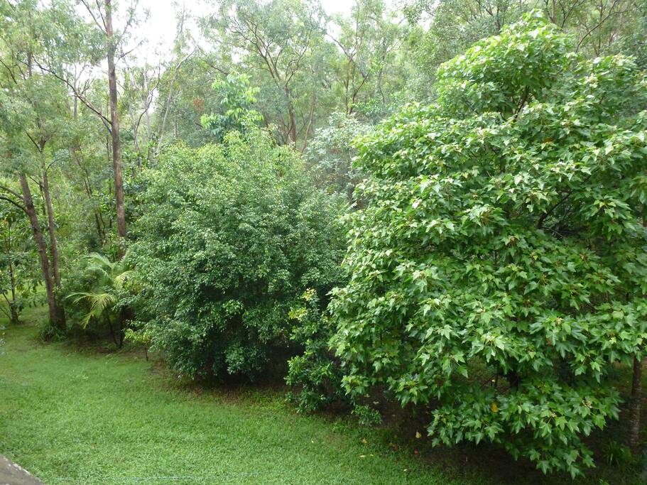 Book Airbnb Brushbox Room Forest Haven Book Airbnb Brushbox Room Forest Haven