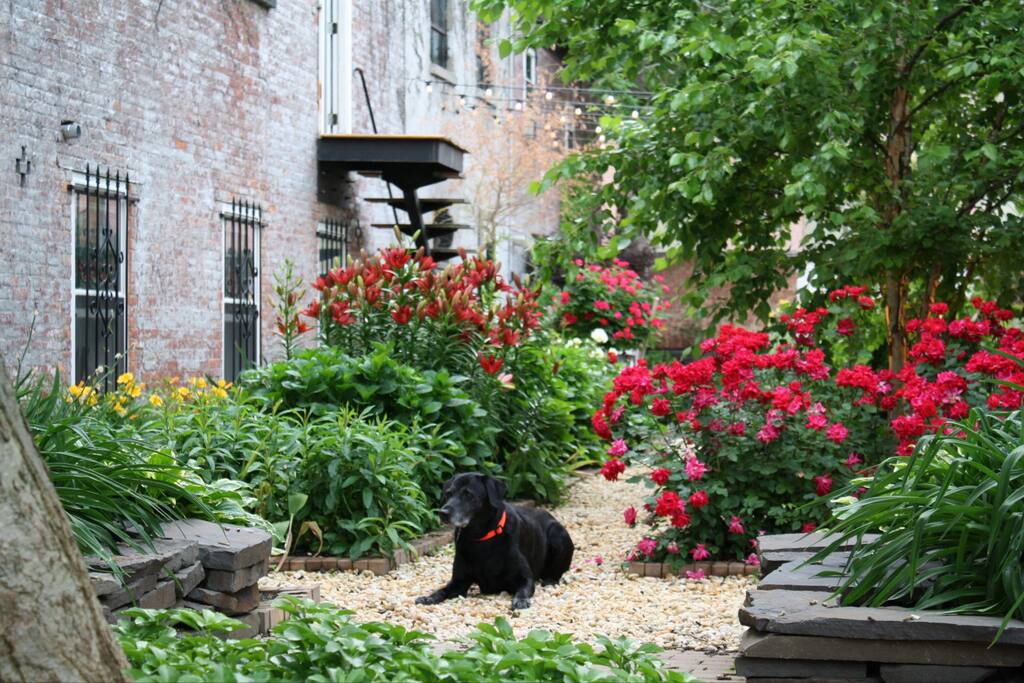 Fenced in courtyard with koi pond. Perfect for a dog.