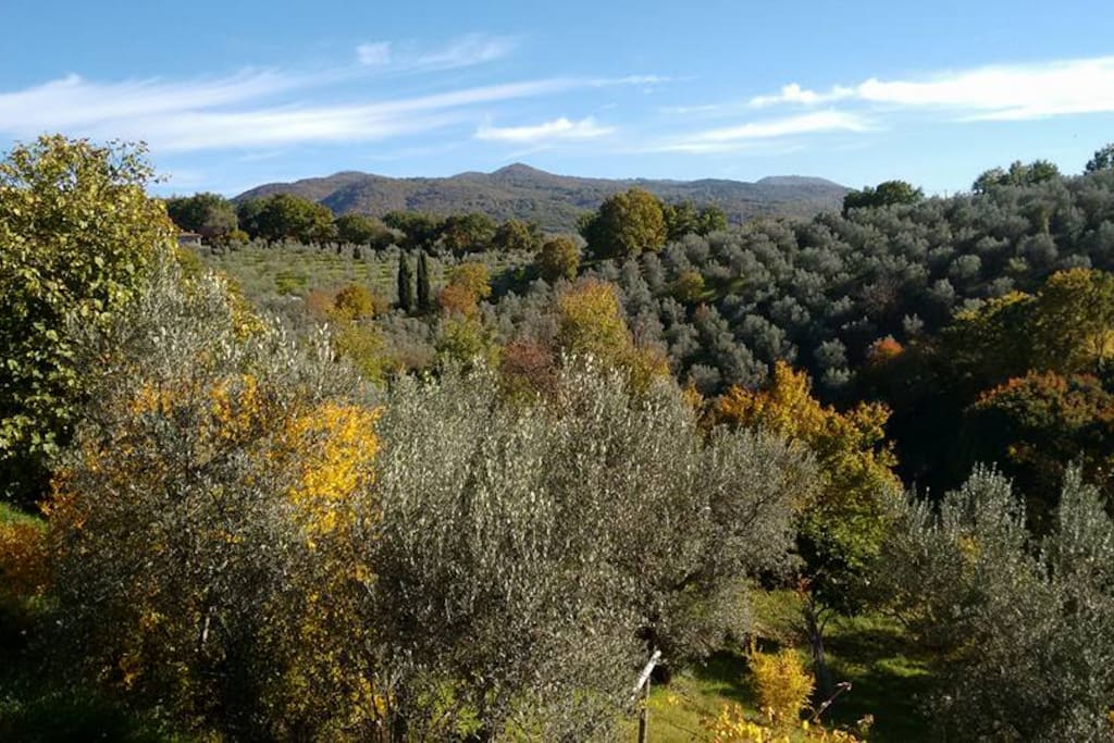 view from the terrace