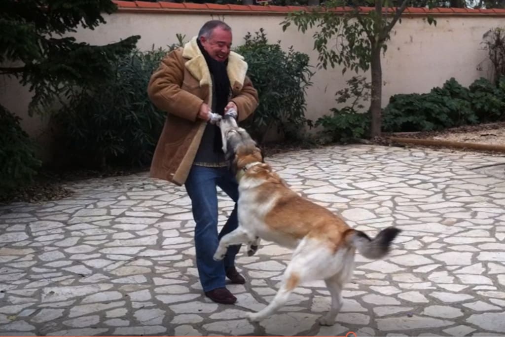 Voici Harold, mon chien.
Très affectueux et joueur pour ceux qui aiment les animaux.
Il ne vous embêtera pas.