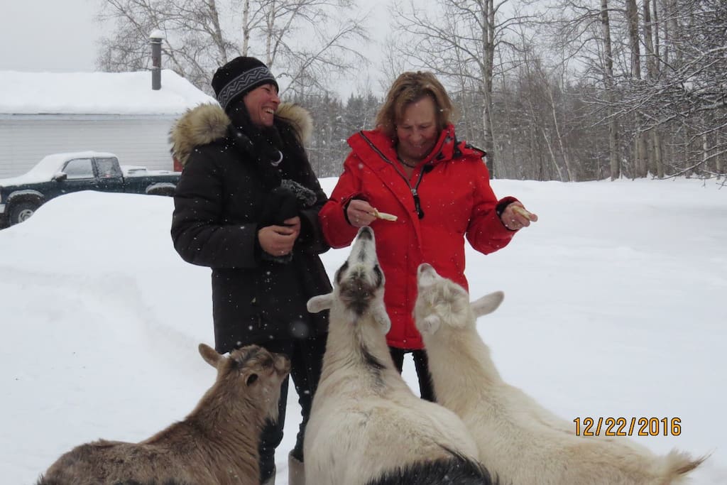 beau moment avec les chèvres!!!