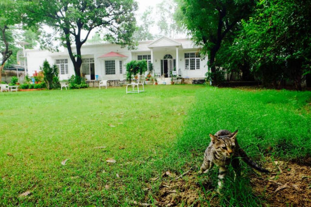 Cats, Monkeys and peacocks live here