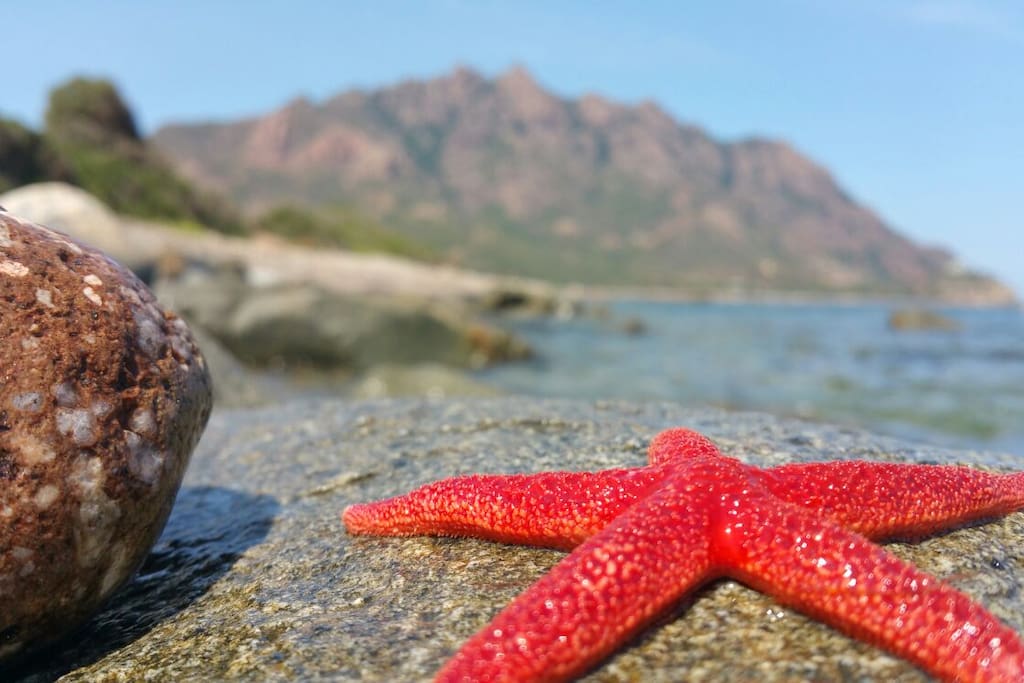 Marina di Tertenia, Stella Marina - Sea Star