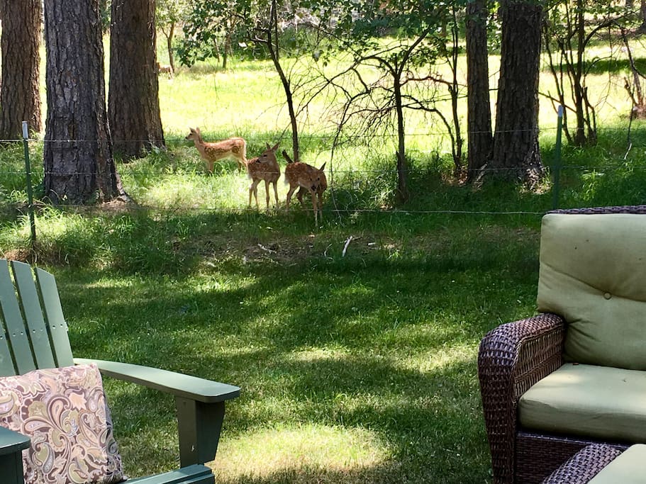 Triplet fawns passing through for an afternoon snack.