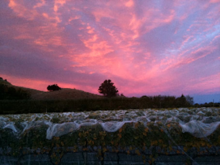 Vineyard at Sunset