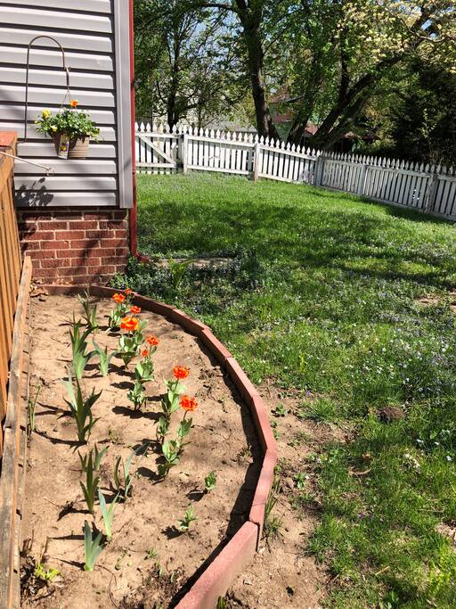 Fenced-in back yard for dogs