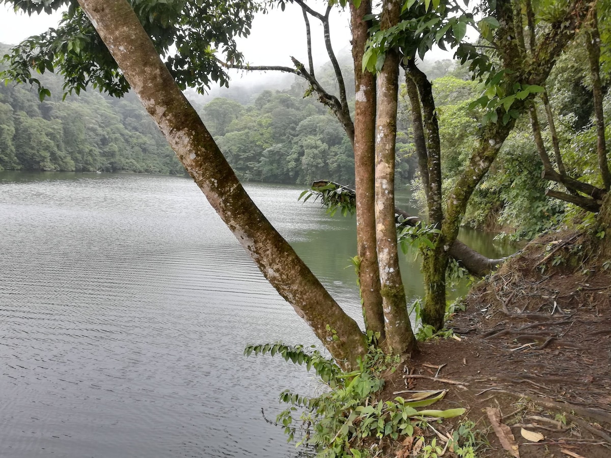 A calm body of water is framed by trees with textured bark, their leaves creating a lush green backdrop. The surface of the water reflects the surrounding vegetation, while a misty atmosphere adds a serene quality to the natural landscape.