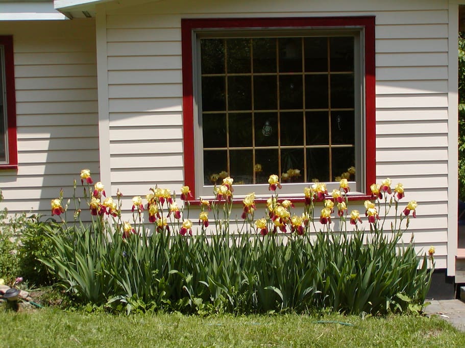 Bearded Iris in front of house.