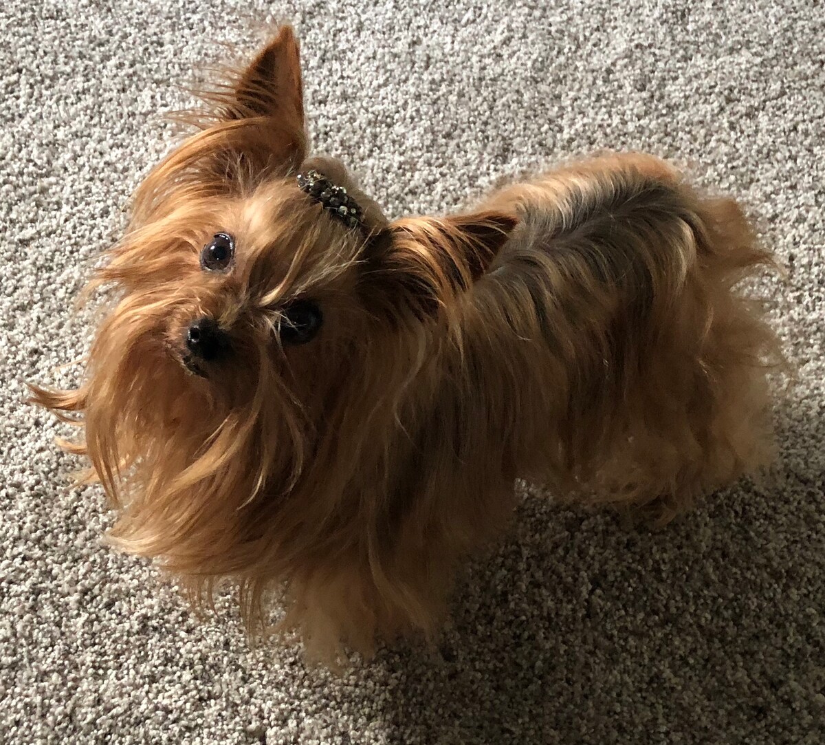 A small, hypo-allergenic Yorkshire Terrier is shown, with long, flowing fur and a hair accessory. The pet stands on a textured carpet, demonstrating a lively posture. Light gently emphasizes the dog's features, creating a cheerful presence in the room.