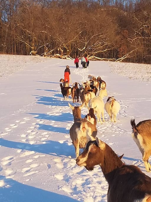 Sledding with the goats