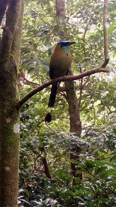 A visitor...