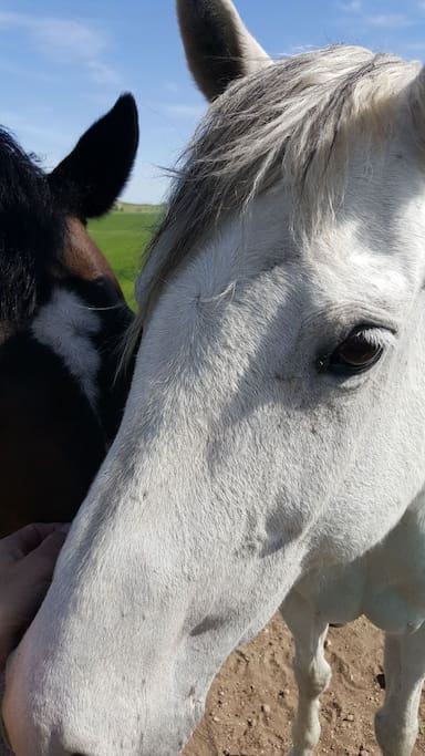 Halley's Comet & Cheyannie our horses and yes! they are super friendly but they still do spook easily so move slow and keep children and dogs (unfamiliar) close to you and watch your toes!