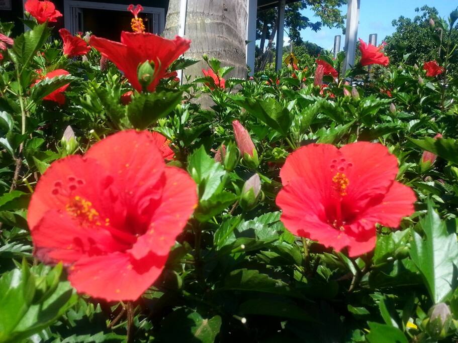 Vibrant blooms of many kinds surround you at the Kaha Lani.