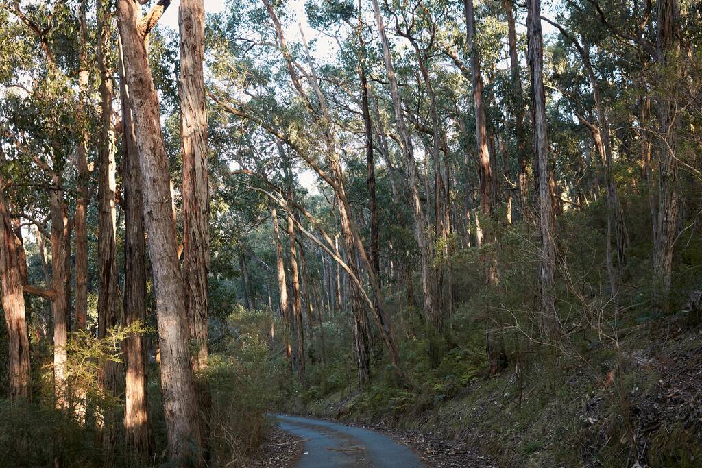 Bushland driveway