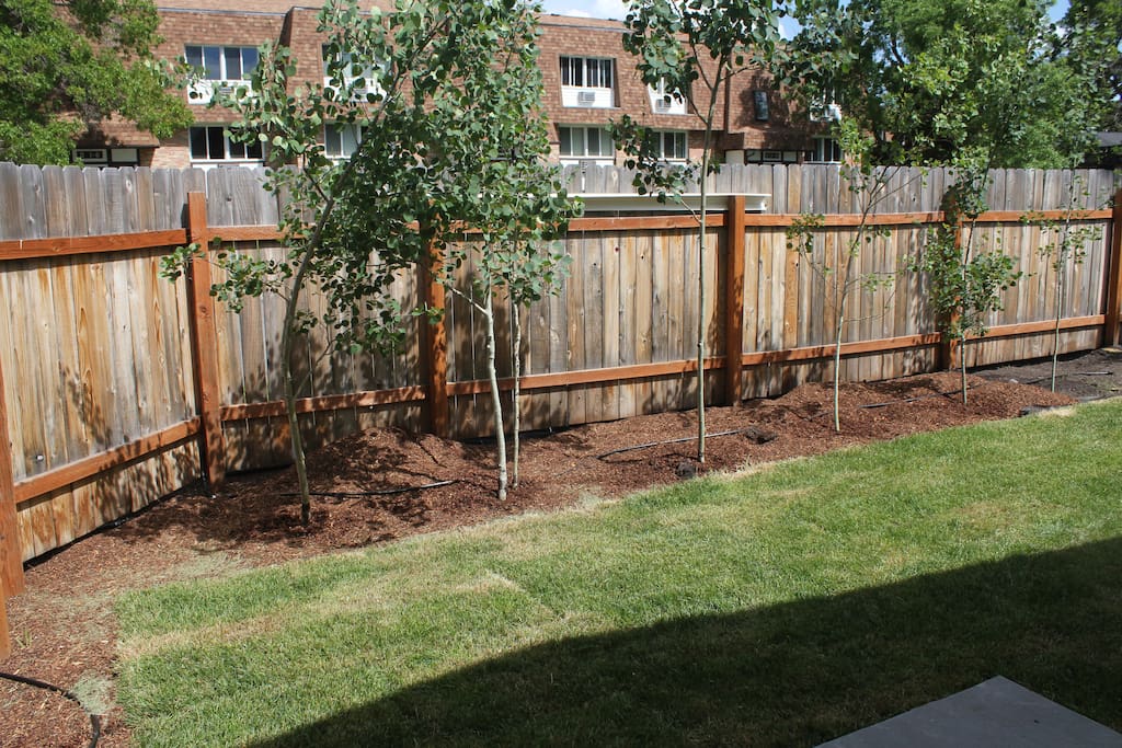 The aspens have shot up this year!