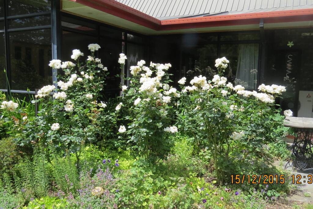 Love roses.