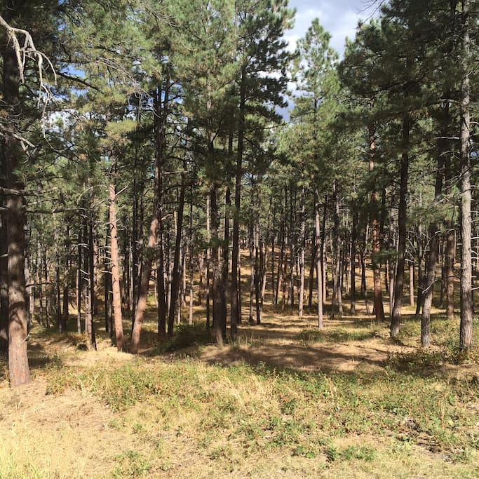 5+ Acres to roam! Deer, Elk, Bear, Owls, Wild Turkey and Black Squirrels!