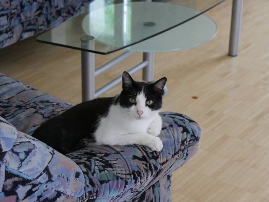 the cat