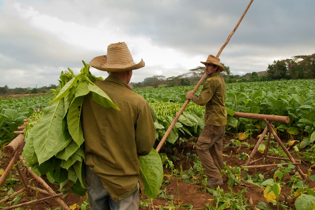 en el tur a caballo por las plantaciones de tabaco
