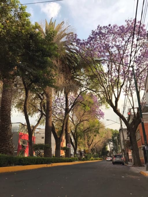 La colonia tiene mucha vegetación y las calles llenas de jacarandas y bugambilias pintan las tardes de lindos contrastes de color